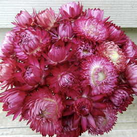 Monster Rosy Pink, Strawflower Seeds